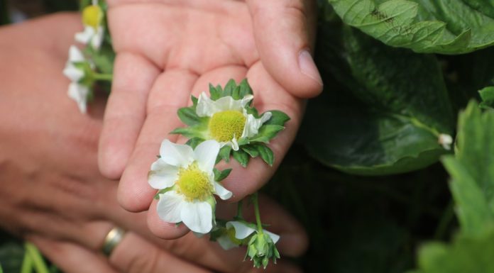 Na plantacji truskawek odmiany Roxana przed zbiorami