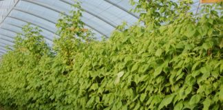 Ochrona i nawożenie malin na podwójny zbiór – Malinowe Factory 2017