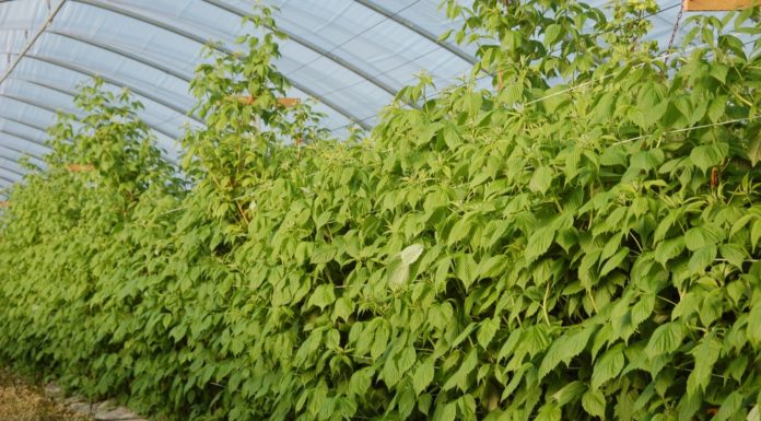 Ochrona i nawożenie malin na podwójny zbiór – Malinowe Factory 2017