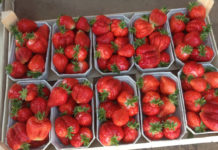 Zaczynają się pierwsze truskawki z tuneli