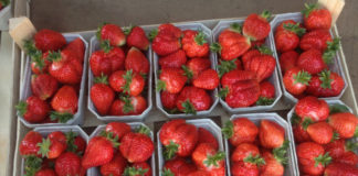 Zaczynają się pierwsze truskawki z tuneli