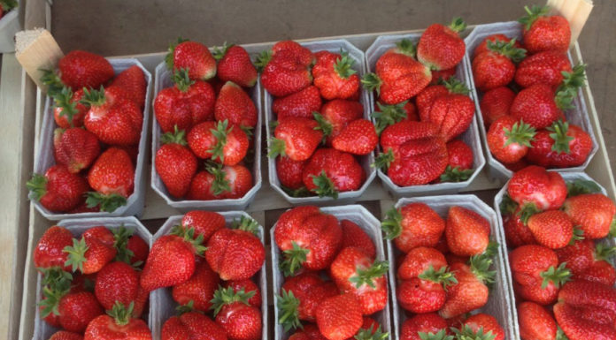 Zaczynają się pierwsze truskawki z tuneli