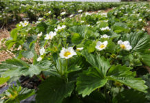 Ubezpieczenie upraw od przymrozków, tylko do końca marca!