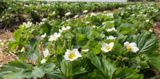 Ubezpieczenie upraw od przymrozków, tylko do końca marca!