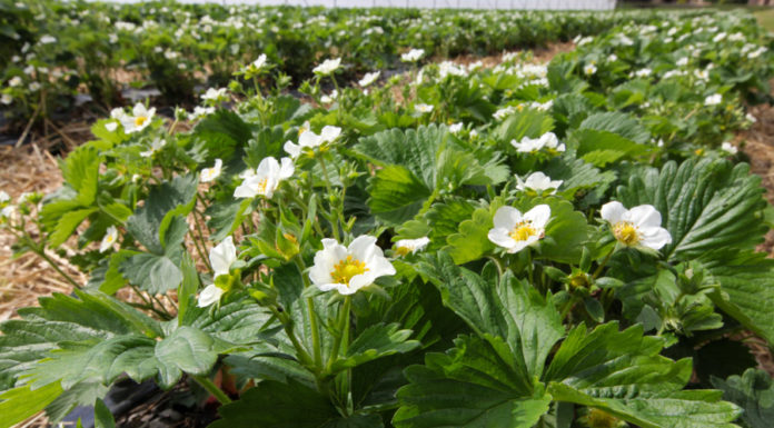 3 najważniejsze choroby truskawek