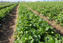 Spotkanie w ramach Klubu Jagodowego już 29 maja