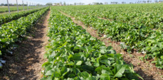 Spotkanie w ramach Klubu Jagodowego już 29 maja