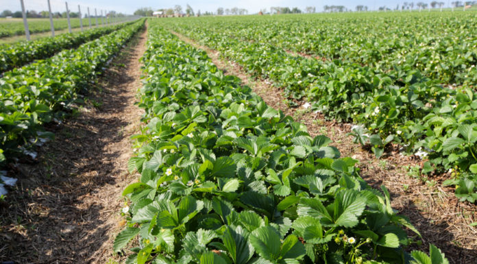 Spotkanie w ramach Klubu Jagodowego już 29 maja