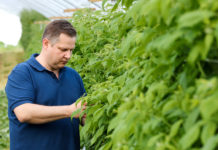 Zwalczanie szarej pleśni i zamierania pędów w uprawie malin – Malinowe Factory 2017