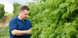 Zwalczanie szarej pleśni i zamierania pędów w uprawie malin – Malinowe Factory 2017