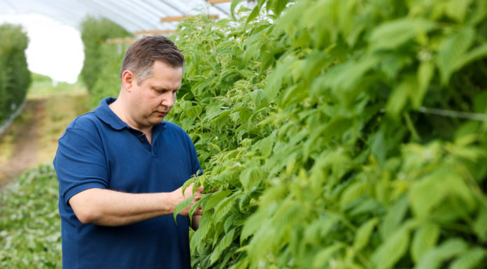 Zwalczanie szarej pleśni i zamierania pędów w uprawie malin – Malinowe Factory 2017