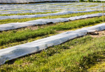 Polana po wiosennych przymrozkach