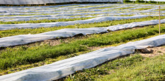 Polana po wiosennych przymrozkach