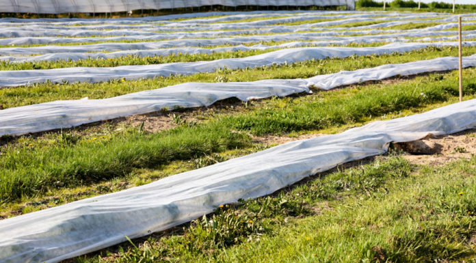 Polana po wiosennych przymrozkach