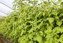 Letnie odmiany malin przed kwitnieniem