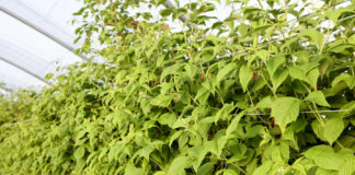 Letnie odmiany malin przed kwitnieniem