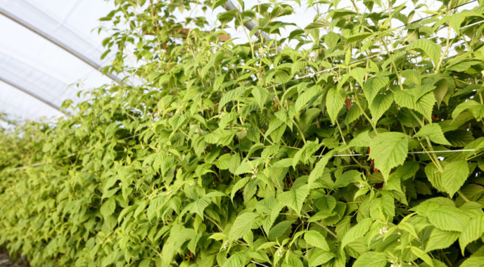 Letnie odmiany malin przed kwitnieniem