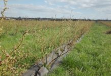 Jak polepszyć zapylenie borówek?