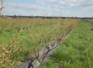 Jak polepszyć zapylenie borówek?