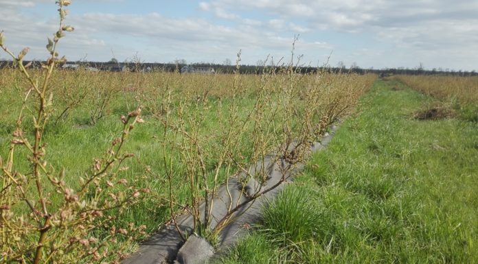 Jak polepszyć zapylenie borówek?