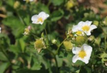 Skuteczne rozwiązanie do walki z szarą pleśnią w uprawie truskawki