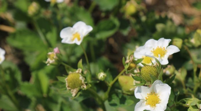Skuteczne rozwiązanie do walki z szarą pleśnią w uprawie truskawki
