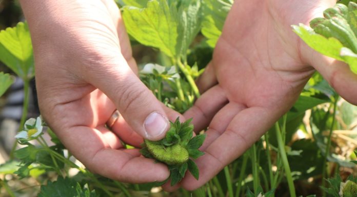 W przededniu zbiorów w zagłębiu truskawkowym – fotogaleria