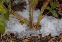 Szkody mrozowe w malinach