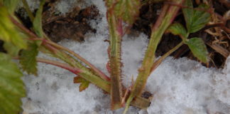 Szkody mrozowe w malinach