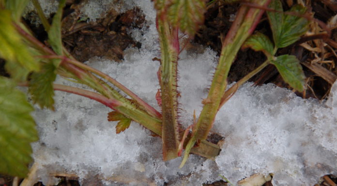 Szkody mrozowe w malinach