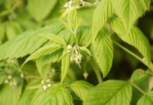 Kondycja malin w Malinowym Factory