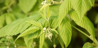 Kondycja malin w Malinowym Factory