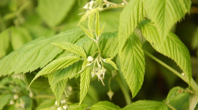 Kondycja malin w Malinowym Factory