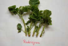 Szkody mrozowe w malinach