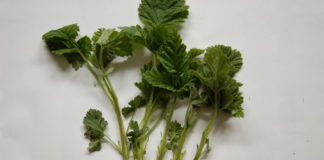 Szkody mrozowe w malinach