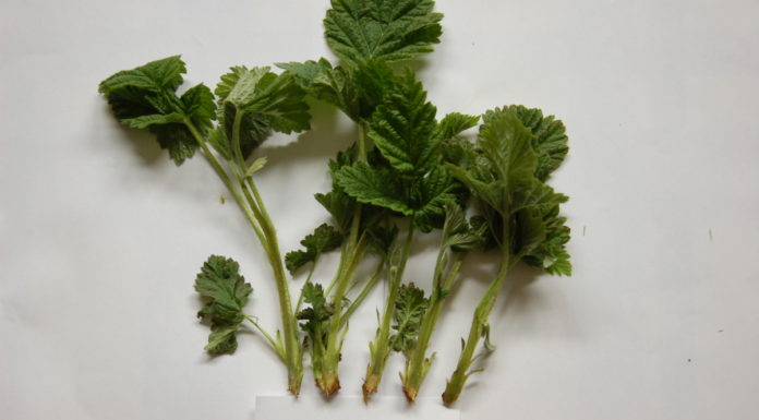 Szkody mrozowe w malinach