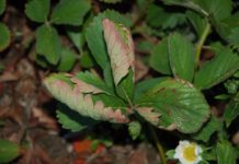 Komunikat jagodowy BCS nr. 3 (12.05.2017 r)