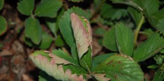 Komunikat jagodowy BCS nr. 3 (12.05.2017 r)