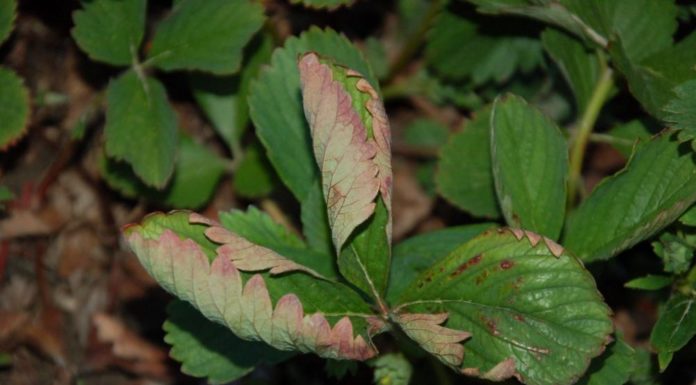 Komunikat jagodowy BCS nr. 3 (12.05.2017 r)