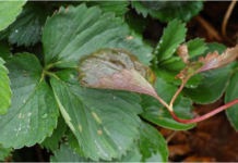 Zwalczanie mączniaka prawdziwego truskawki (Komunikat nr 17 dla Grupy Truskawkowej z dnia 23.05.2017)