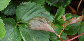 Zwalczanie mączniaka prawdziwego truskawki (Komunikat nr 17 dla Grupy Truskawkowej z dnia 23.05.2017)