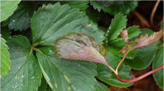 Zwalczanie mączniaka prawdziwego truskawki (Komunikat nr 17 dla Grupy Truskawkowej z dnia 23.05.2017)