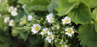 Wyzwanie dla świata – ochrona roślin