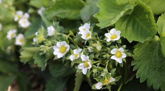 Wyzwanie dla świata – ochrona roślin