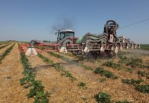 Konferencja truskawkowa Agrosimex, cz. 2 – ochrona