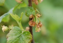 Komunikat jagodowy BCS nr. 4 (15.05.2017 r)