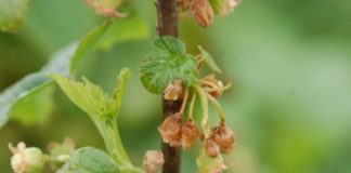 Ile będzie porzeczek w 2017 roku? Pierwszy szacunek