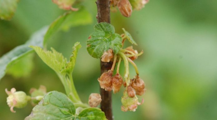 Komunikat jagodowy BCS nr. 4 (15.05.2017 r)