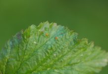 Komunikat jagodowy – zalecenia podczas budowania owoców