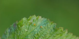 Komunikat jagodowy – zalecenia podczas budowania owoców